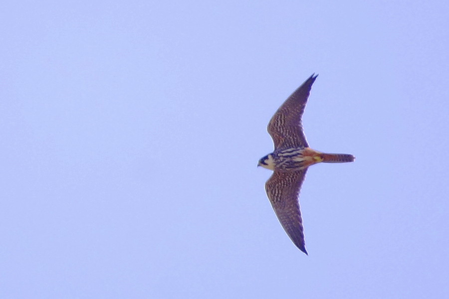 Eurasian Hobby