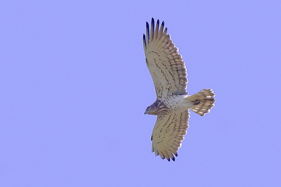 Short-toed Snake Eagle