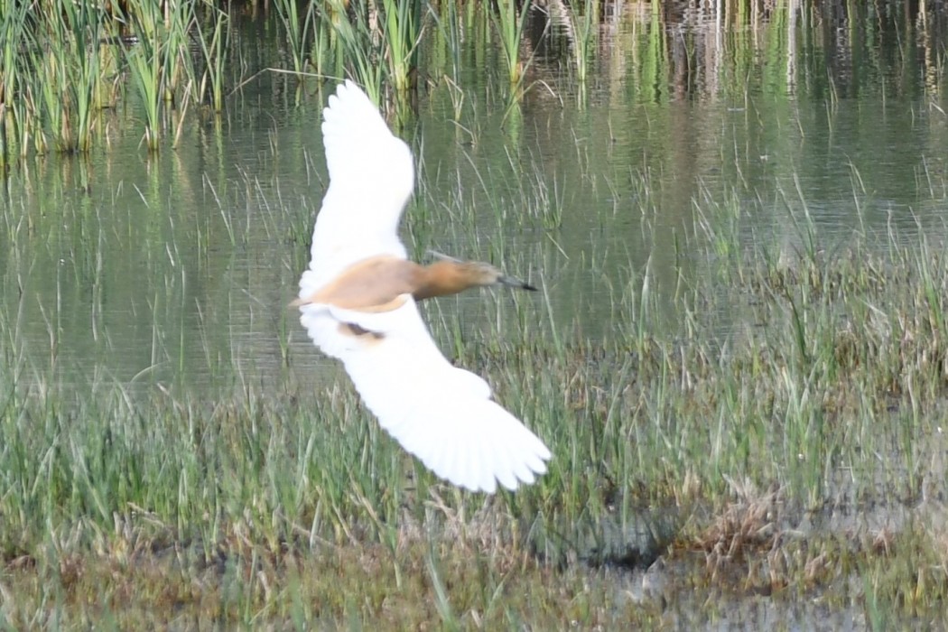 Squacco Heron