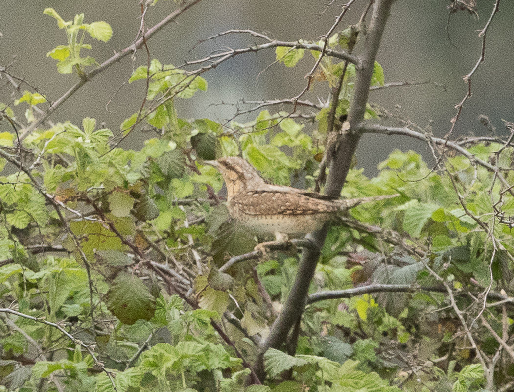 Eurasian Wryneck