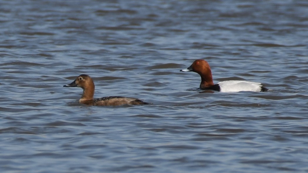 Common Pochard