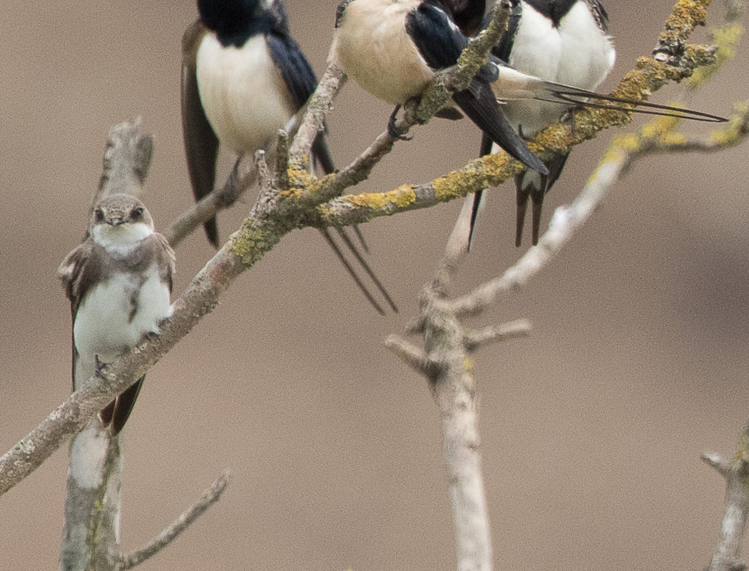 Sand Martin