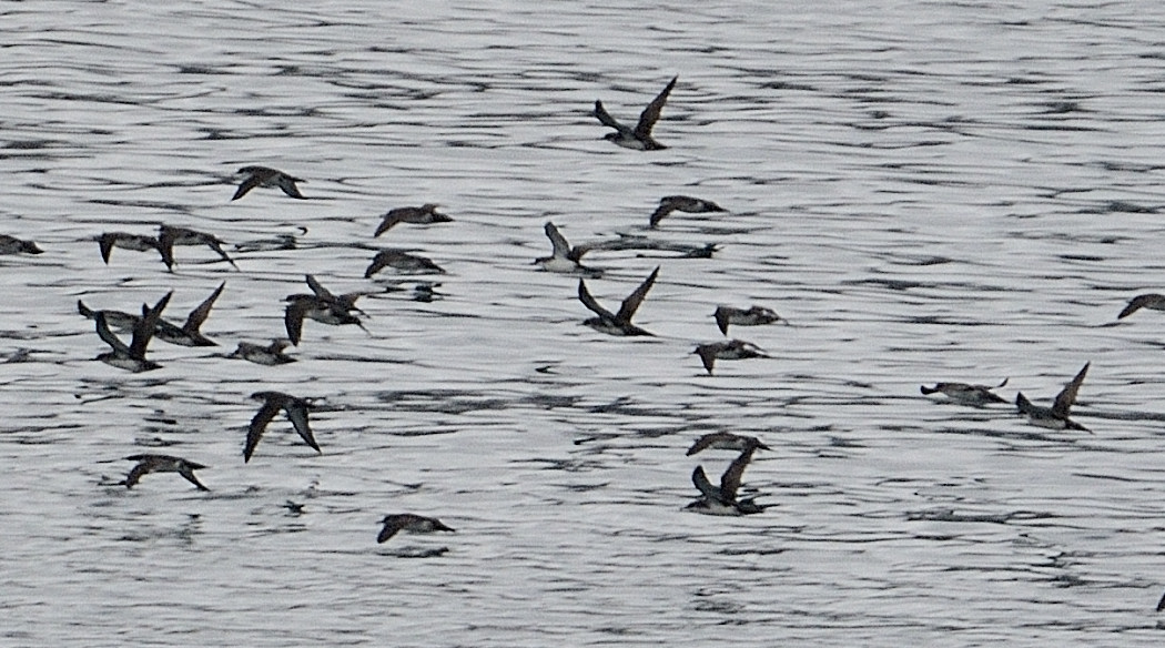Yelkouan Shearwater