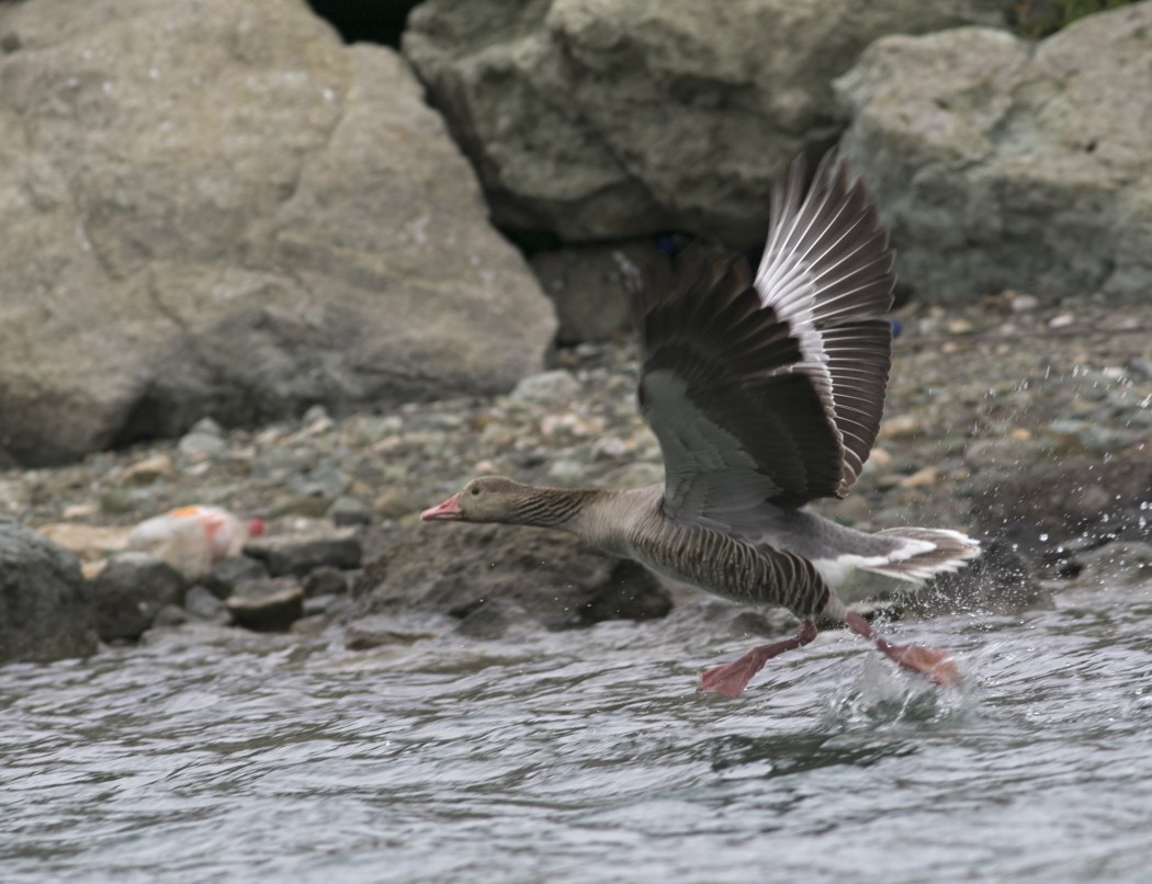 Greylag Goose