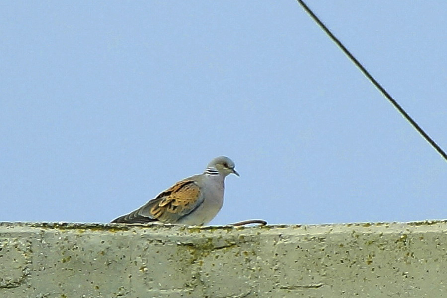European Turtle Dove