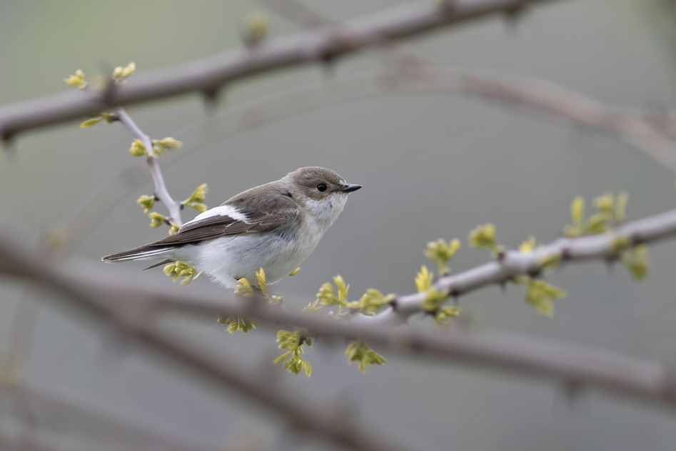 European Pied Flycatcher