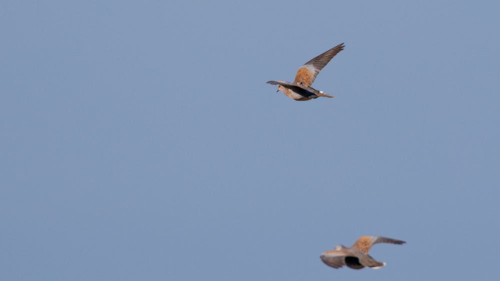 European Turtle Dove