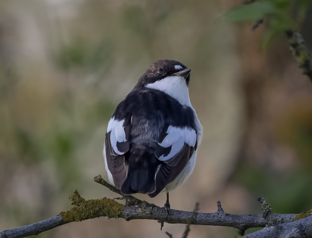 European Pied Flycatcher
