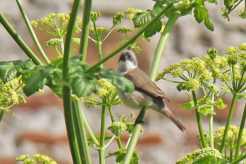 Lesser Whitethroat