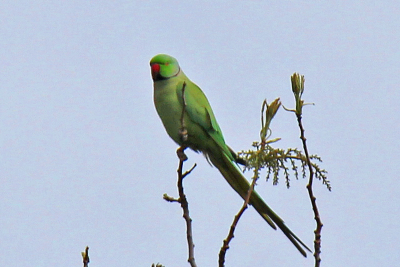 Rose-ringed Parakeet