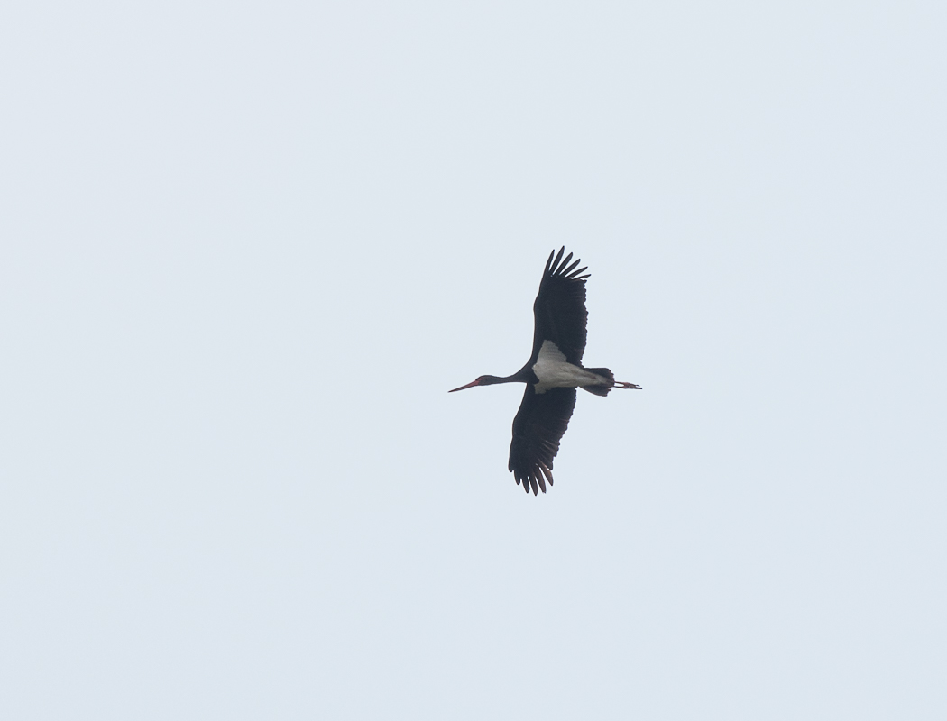 Black Stork