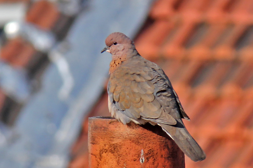 Laughing Dove