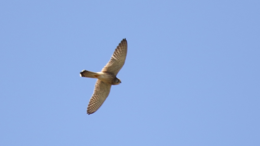 Lesser Kestrel