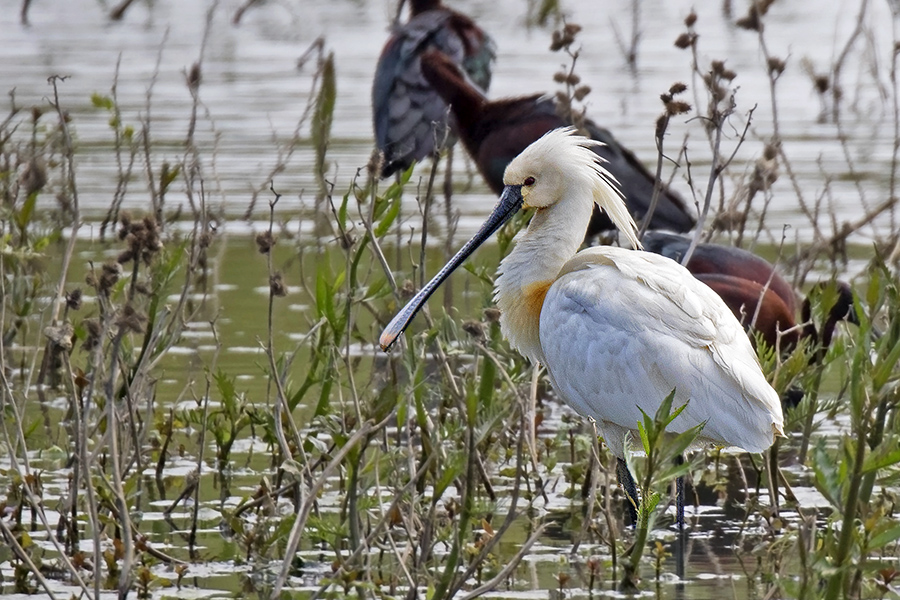 Eurasian Spoonbill