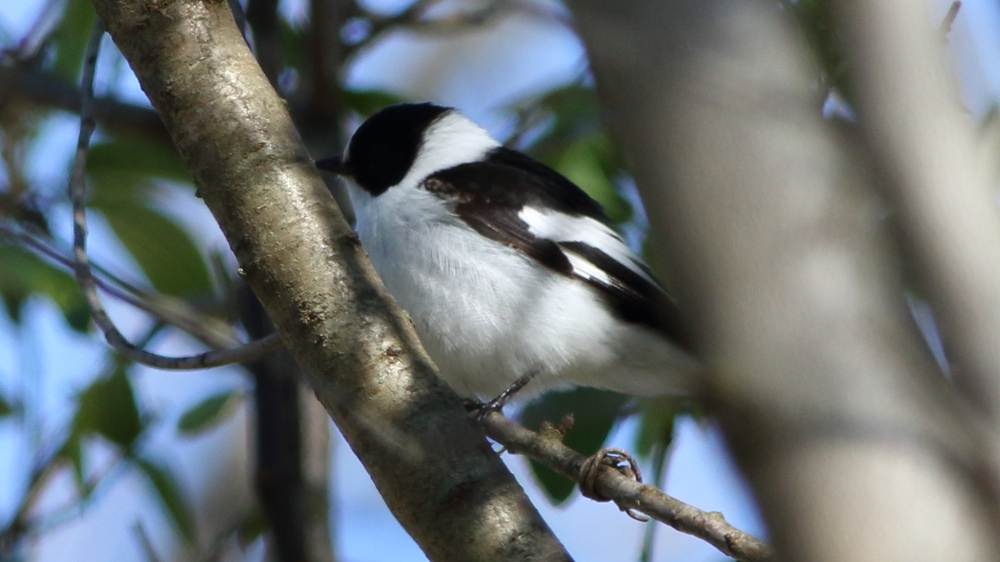 Collared Flycatcher