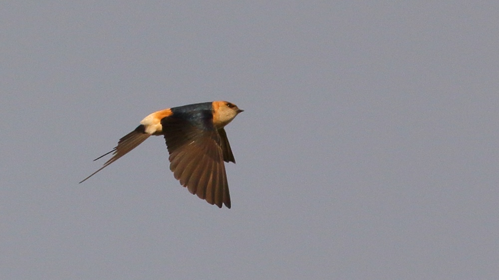 European Red-rumped Swallow
