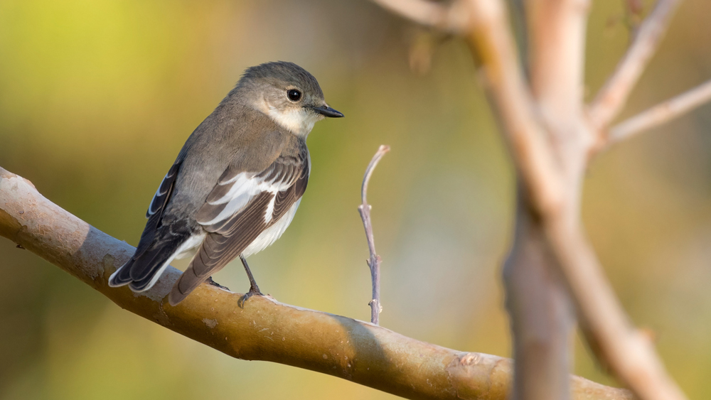 Collared Flycatcher