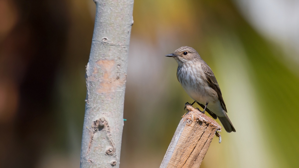 Spotted Flycatcher