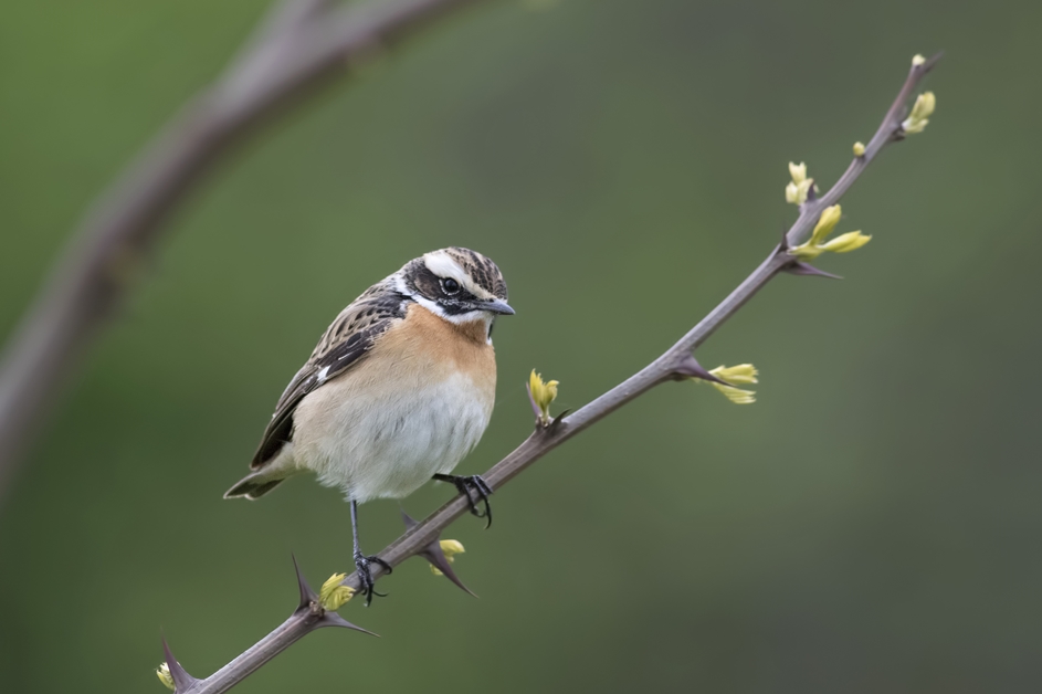 Whinchat