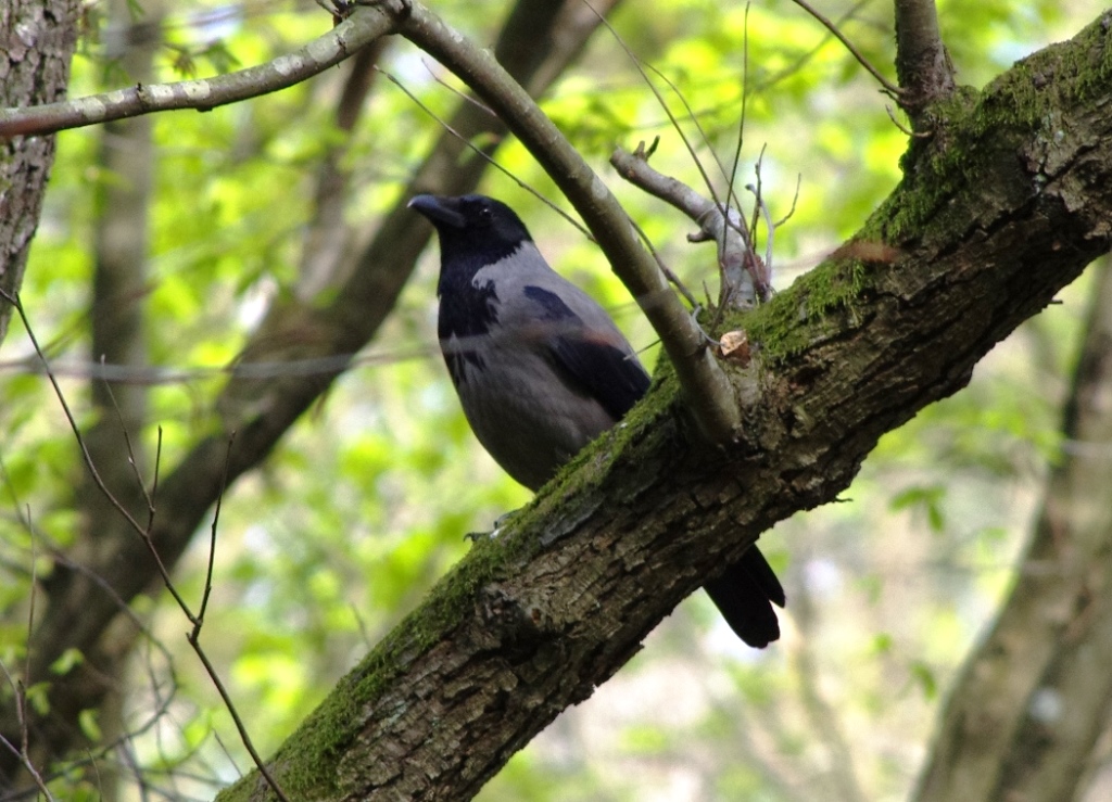 Hooded Crow