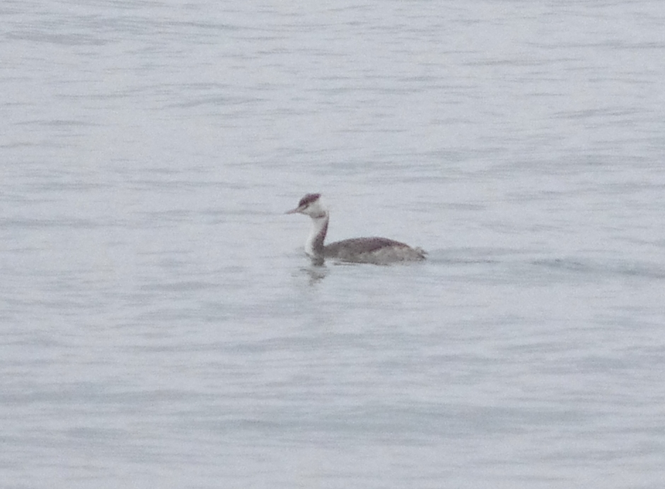 Great Crested Grebe