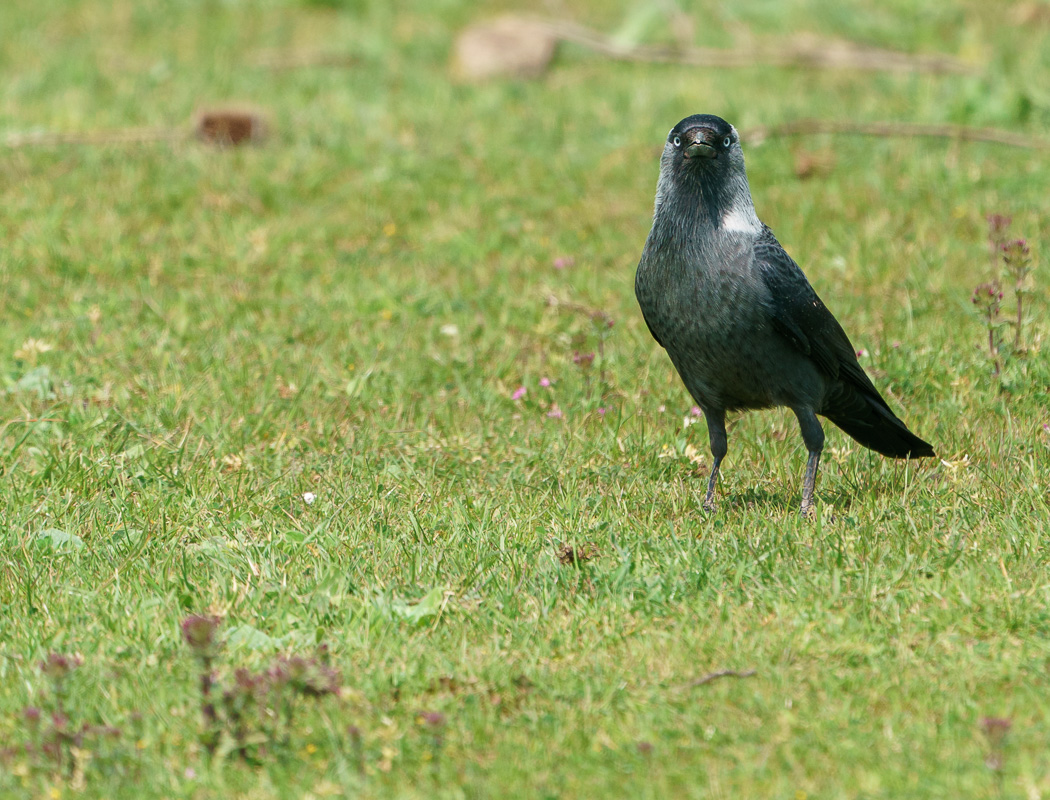 Western Jackdaw