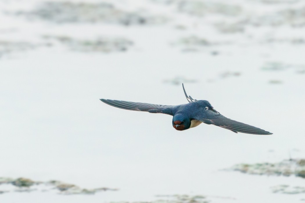 Barn Swallow