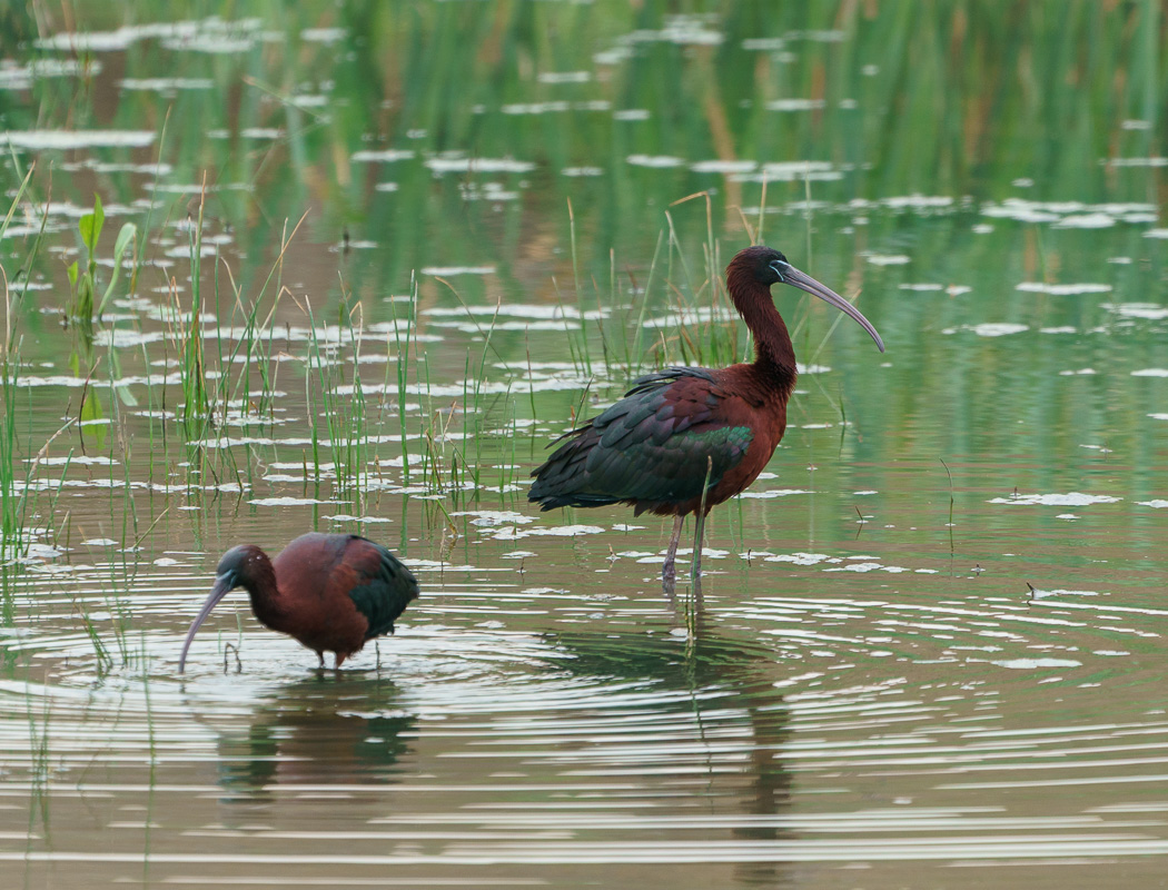 Glossy Ibis