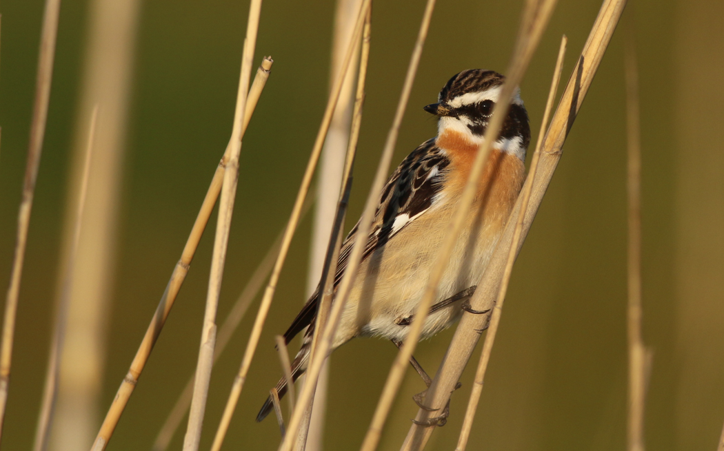 Whinchat