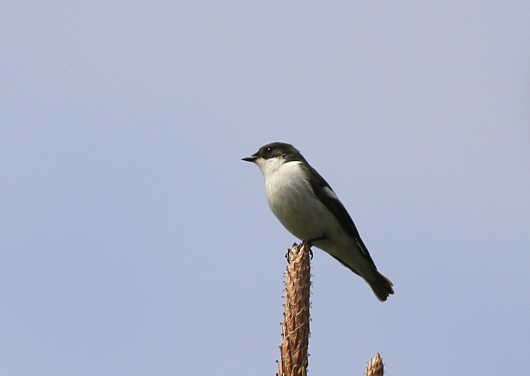 European Pied Flycatcher