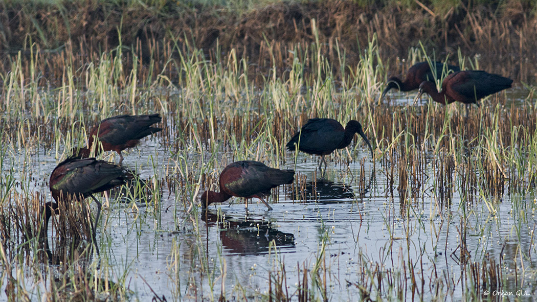 Glossy Ibis