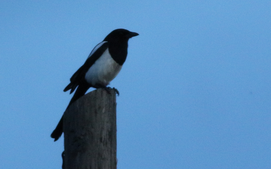 Eurasian Magpie