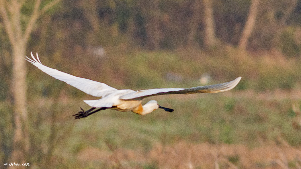 Eurasian Spoonbill