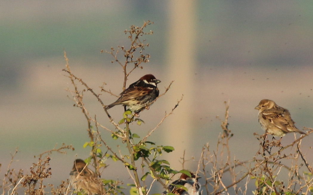 Spanish Sparrow