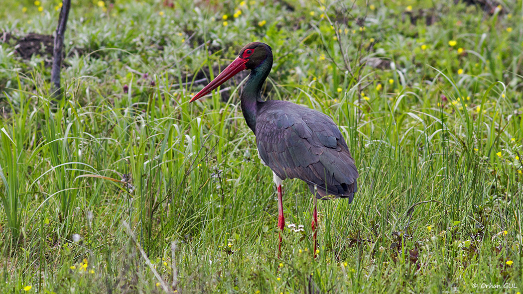 Black Stork