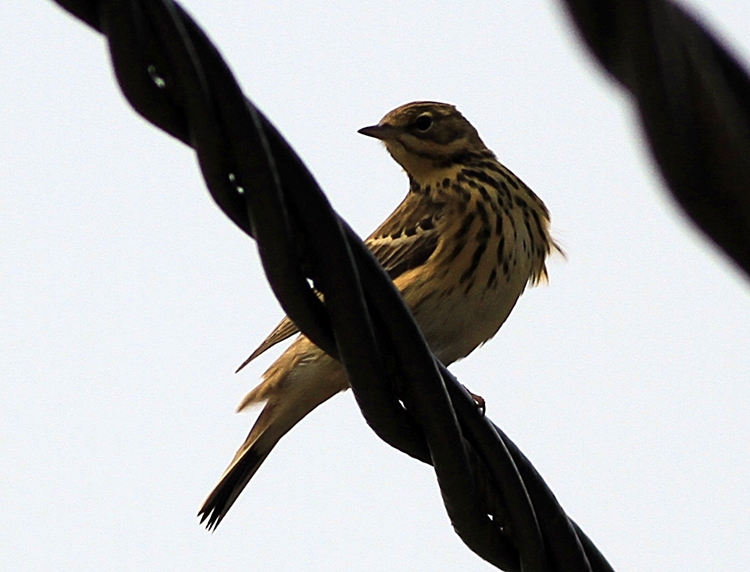 Tree Pipit