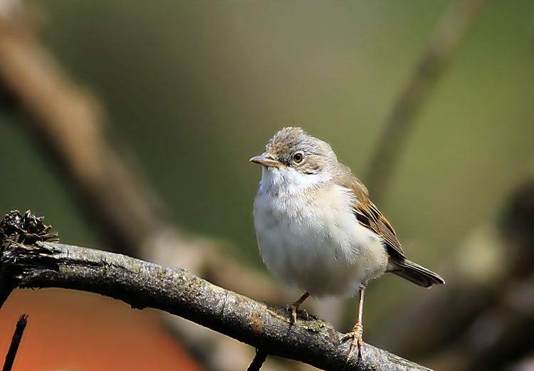 Common Whitethroat