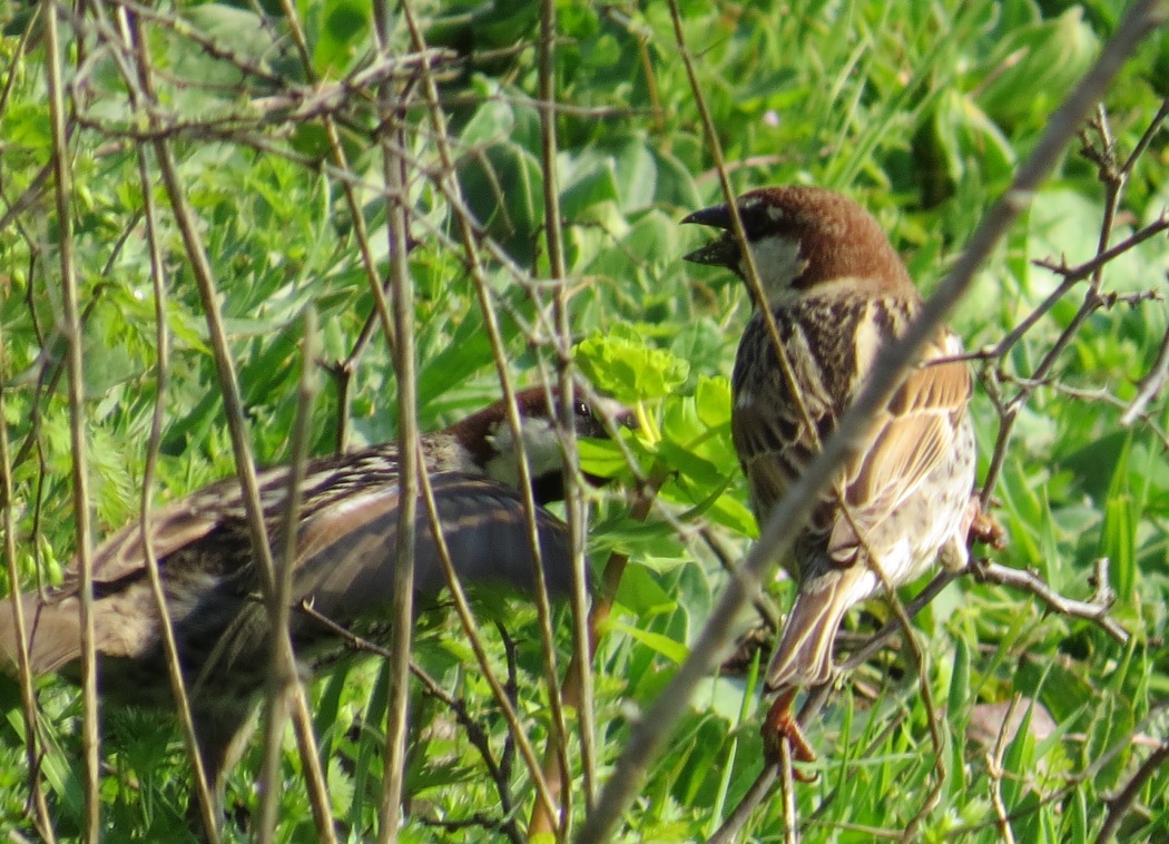 Spanish Sparrow