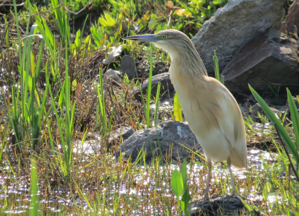 Squacco Heron