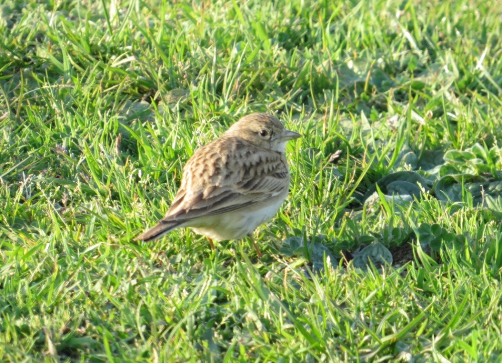 Greater Short-toed Lark