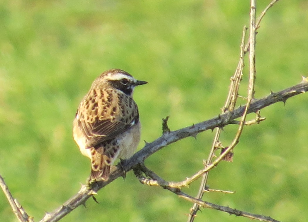 Whinchat