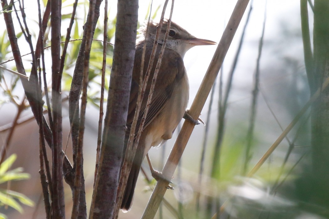 Great Reed Warbler