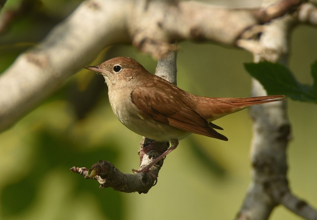 Common Nightingale