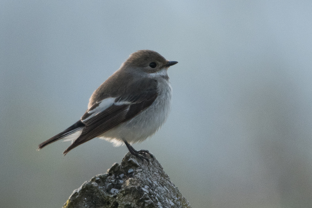 European Pied Flycatcher