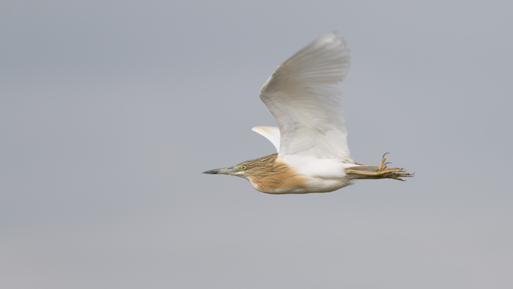 Squacco Heron