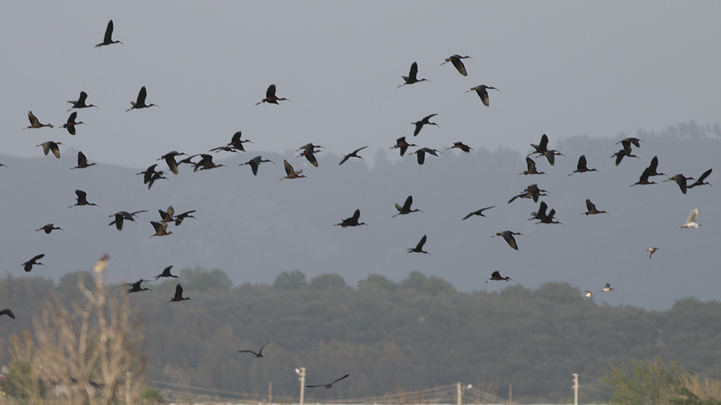 Glossy Ibis