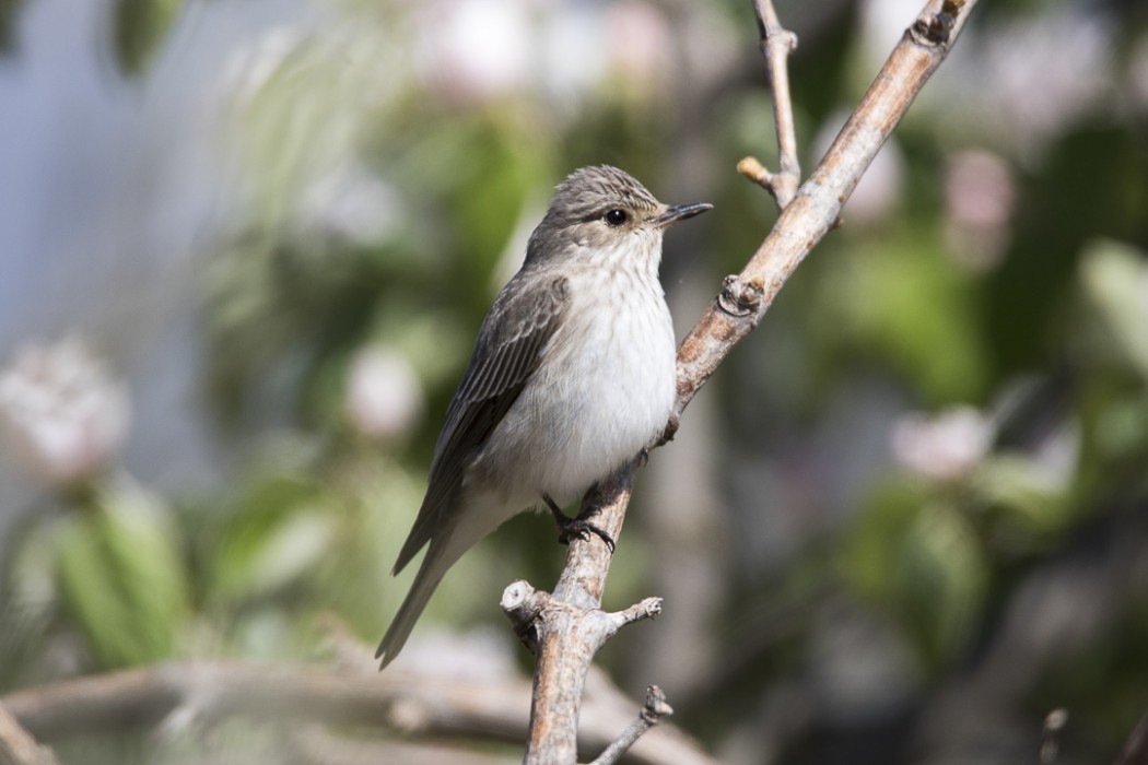 Spotted Flycatcher