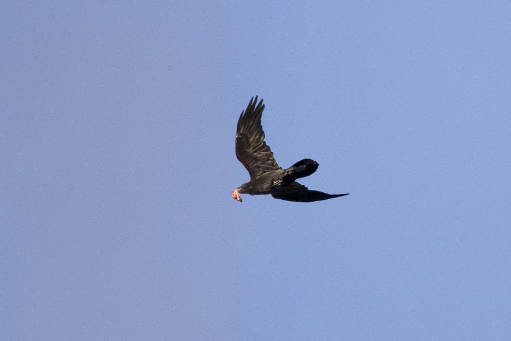Northern Raven