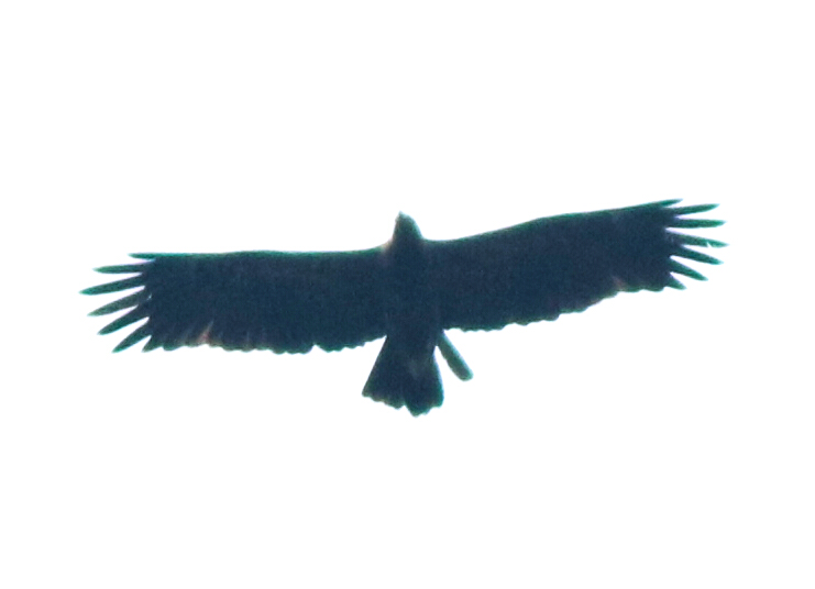 Greater Spotted Eagle