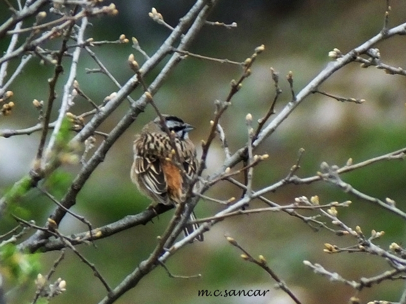 Rock Bunting
